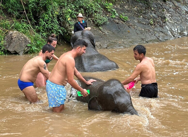 Picture 10 for Activity Chiang Mai: Elephant Sanctuary & Waterfall Group Tour