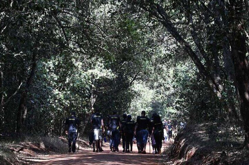 Karura Forest Nature Trail Day Tour