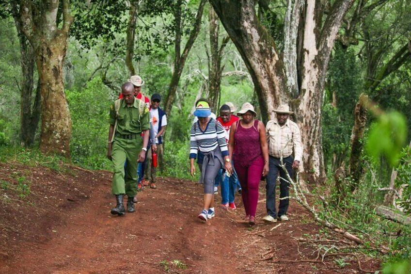 Karura Forest Nature Trail Day Tour