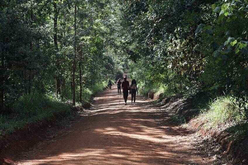 Karura Forest Nature Trail Day Tour