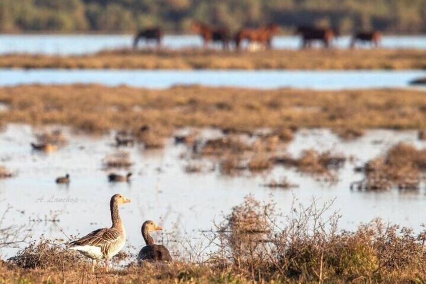 Exploring Doñana and the Iberian Lynx