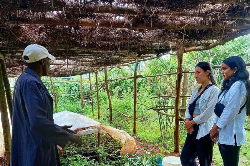 Nairobi Half Day Tea Farm Tour with Lunch and Tea Tasting