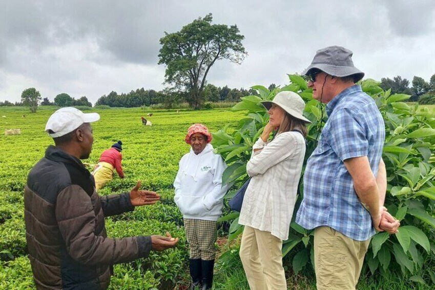 Nairobi Half Day Tea Farm Tour with Lunch and Tea Tasting