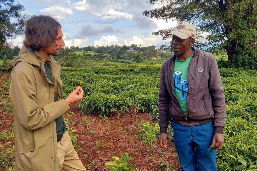 Nairobi Half Day Tea Farm Tour with Lunch and Tea Tasting