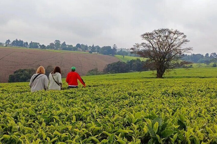 Nairobi Half Day Tea Farm Tour with Lunch and Tea Tasting