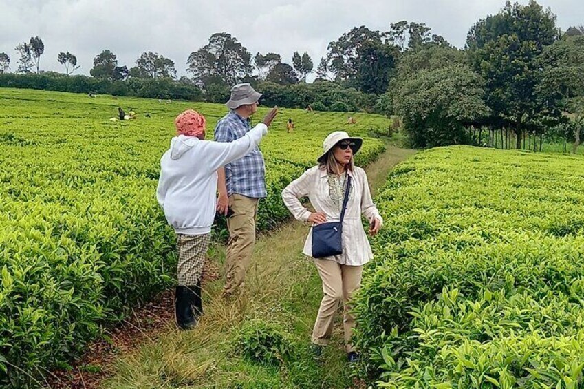 Nairobi Half Day Tea Farm Tour with Lunch and Tea Tasting