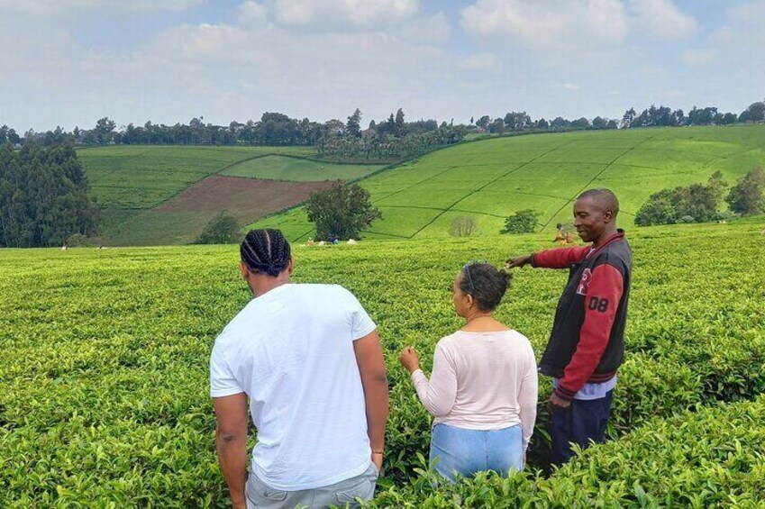 Nairobi Half Day Tea Farm Tour with Lunch and Tea Tasting