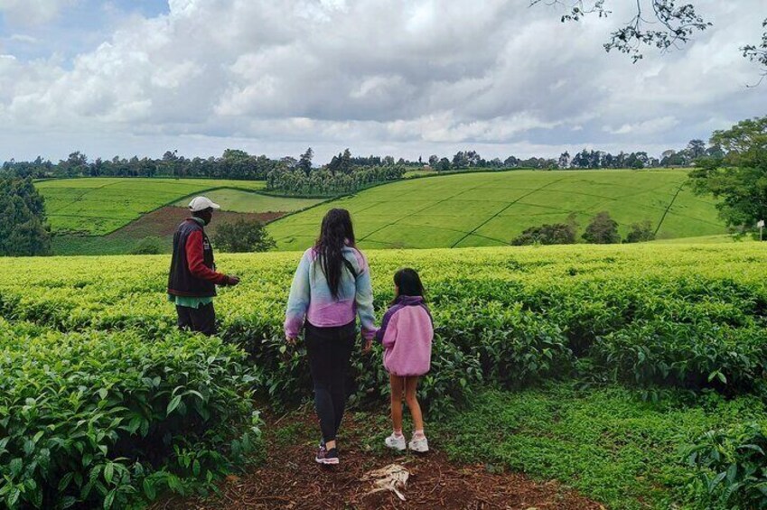 Nairobi Half Day Tea Farm Tour with Lunch and Tea Tasting