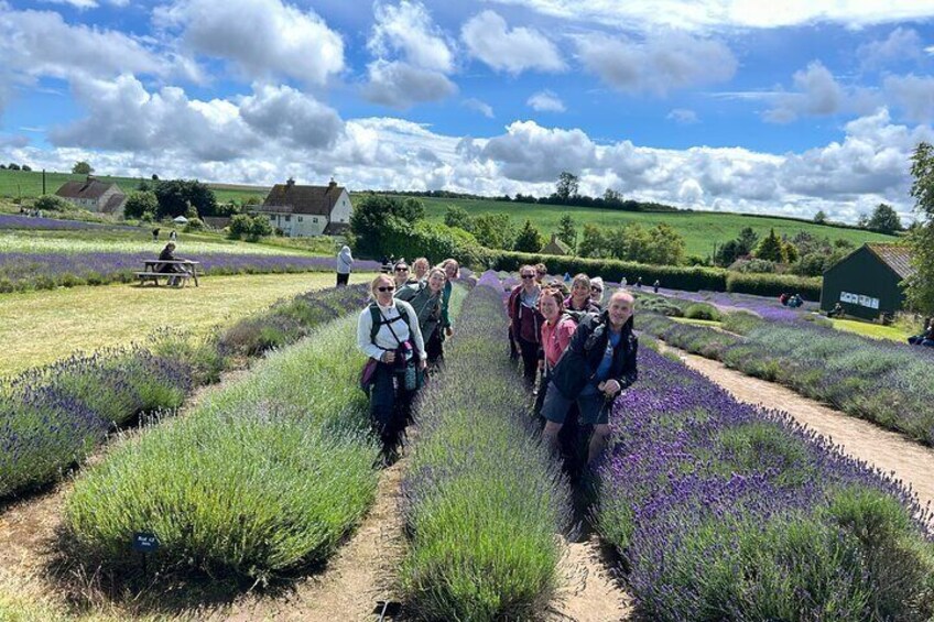 Lavender Fields & The Cotswolds: Fragrant Walk & Cream Tea