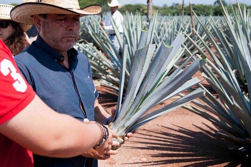 Tequila tour visiting a local brewery 