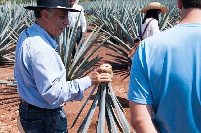 Tequila tour visiting a local brewery 