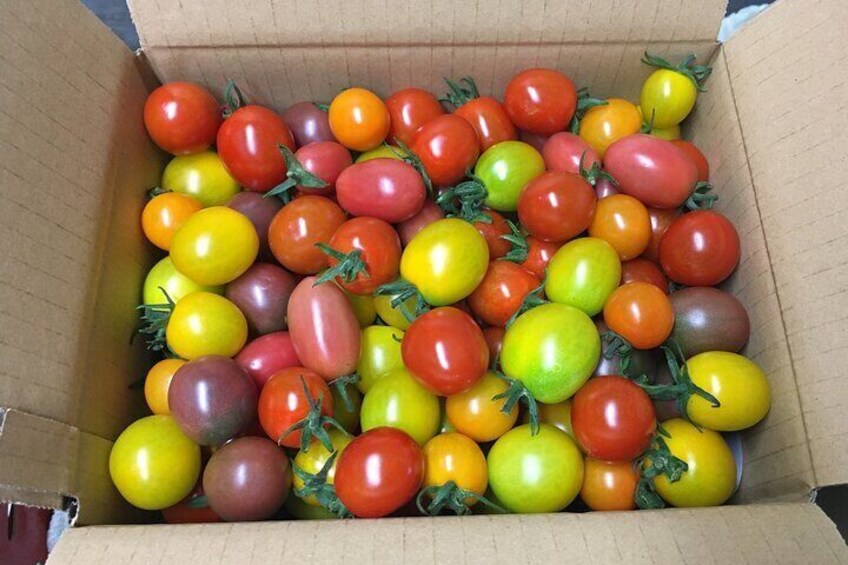 4 coler cherry tomatoes