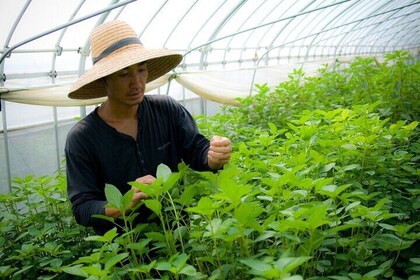 Vegetable Harvesting and Food Culture Experience in Yamada Town