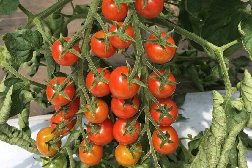 cherry tomatoes