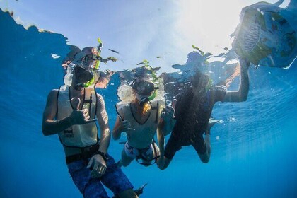 Kauai's Ultimate Guided Shore Snorkel NORTH - ANINI *(NO BOAT)*