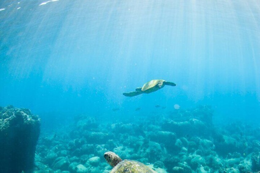 Kauai's Ultimate Guided Shore Snorkel NORTH - ANINI *(NO BOAT)*