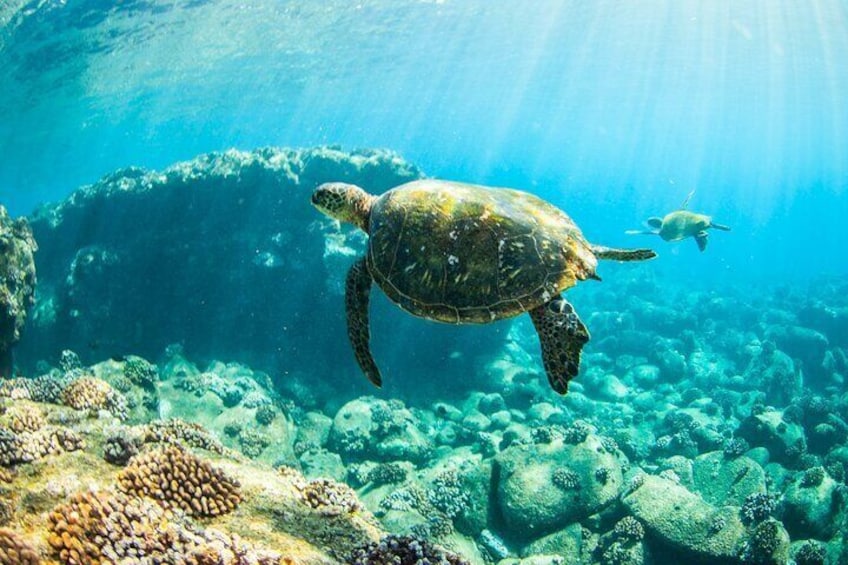 Kauai's Ultimate Guided Shore Snorkel NORTH - ANINI *(NO BOAT)*