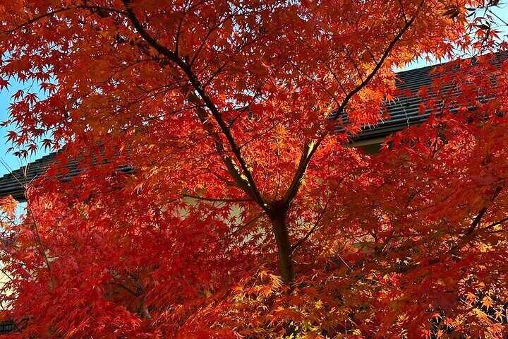 Beautiful autumn leaves