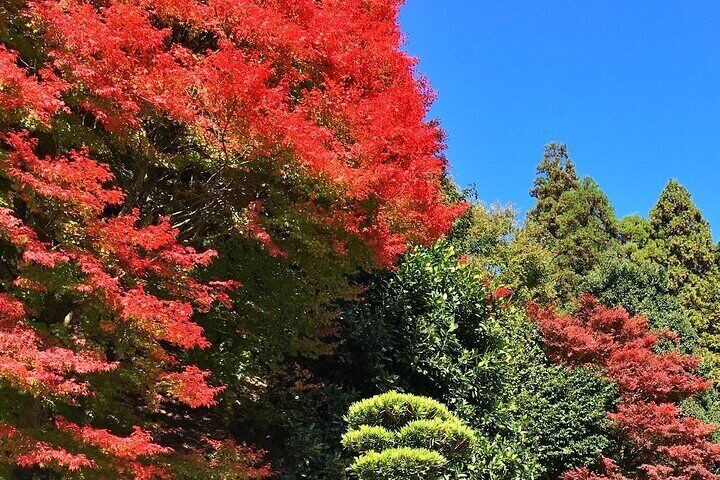 Kyoto Satoyama Cycling with Lunch and English Guide