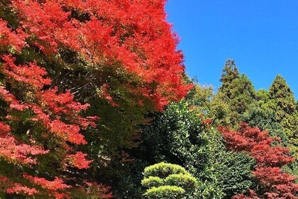 Kyoto Satoyama Cycling in Nantan with the Electric Assist Bike