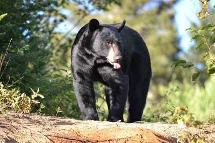 Saguenay: Black Bear Observation with Expert Guide