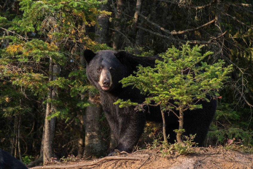 Picture 4 for Activity 15 min. Tadoussac : Black Bear Observation with Expert Guide