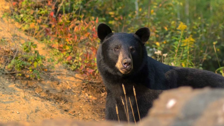 Picture 1 for Activity Saguenay: Black Bear Observation with Expert Guide