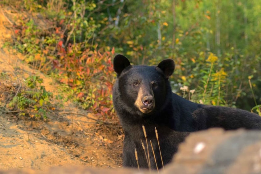 Picture 1 for Activity Saguenay: Black Bear Observation with Expert Guide