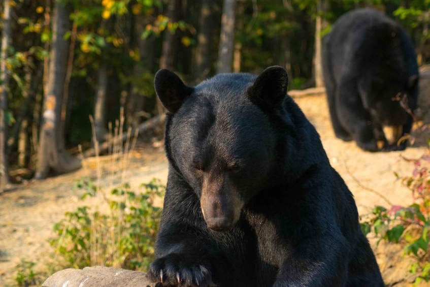 Picture 3 for Activity Saguenay: Black Bear Observation with Expert Guide