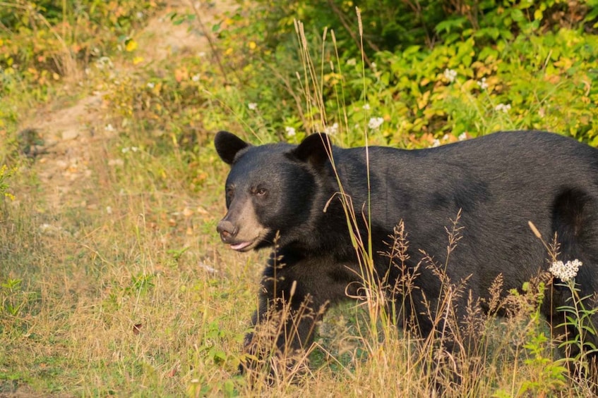 Picture 2 for Activity Saguenay: Black Bear Observation with Expert Guide