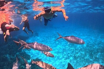 Cozumel's Best: Snorkel Adventure in El Cielo and El Cielito