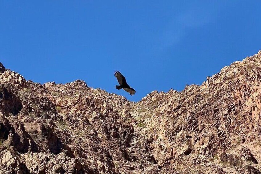 Turkey Vulture soaring high above the canyon walls. 