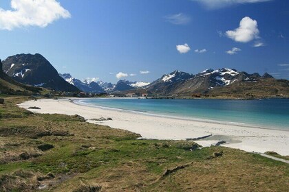 From Leknes port: Special Summer Guided Tour of Lofoten