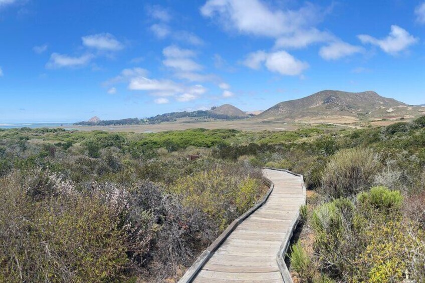 Elfin Forest Nature Tour with Local Sweet and Savory Tasting