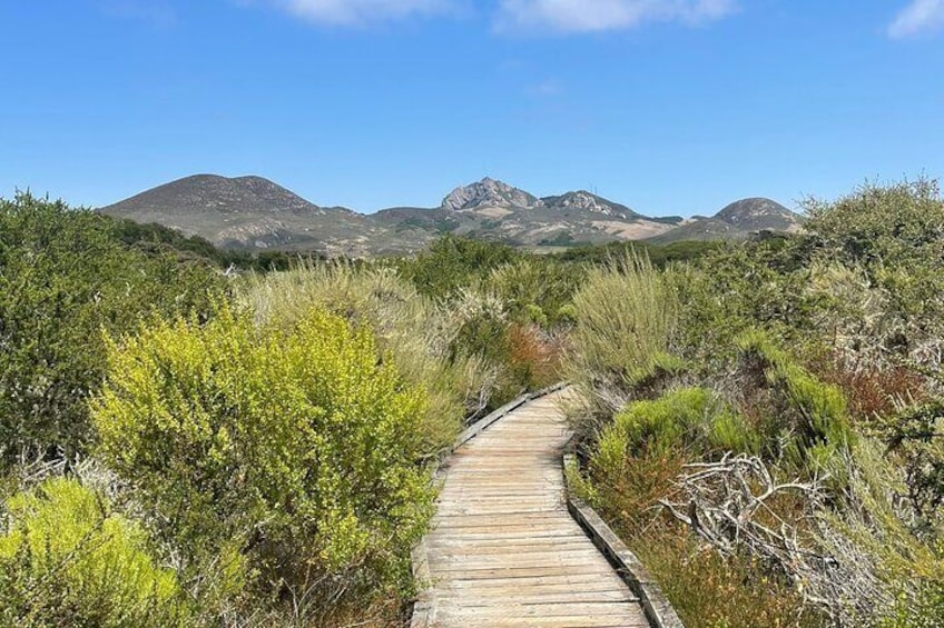 Elfin Forest Nature Tour with Local Sweet and Savory Tasting