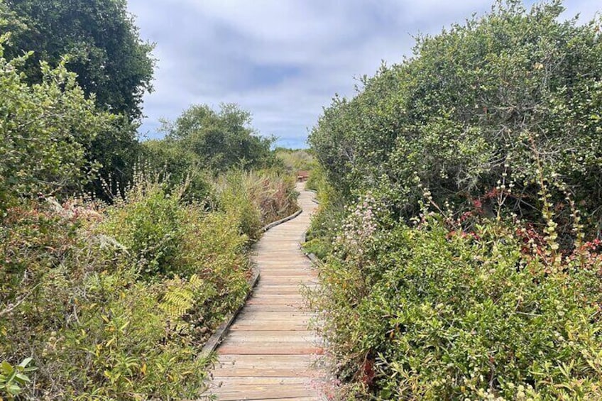 Elfin Forest Nature Tour with Local Sweet and Savory Tasting