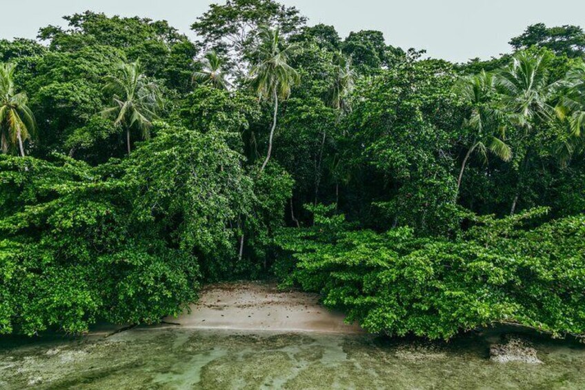 Discover Puerto Viejo's Wildlife, Local Tips, and History