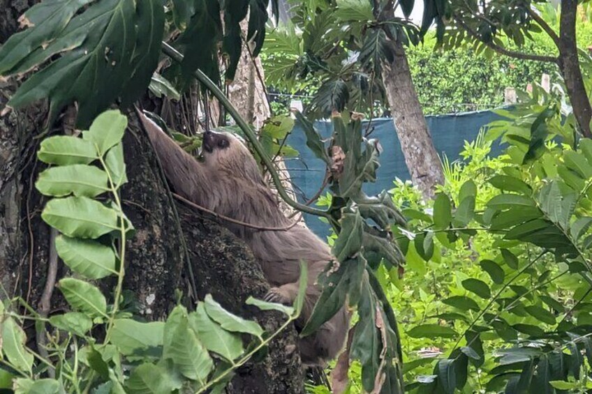 Discover Puerto Viejo's Wildlife, Local Tips, and History