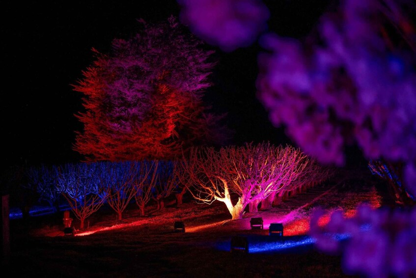 Picture 2 for Activity CherryHill Blossom by Light