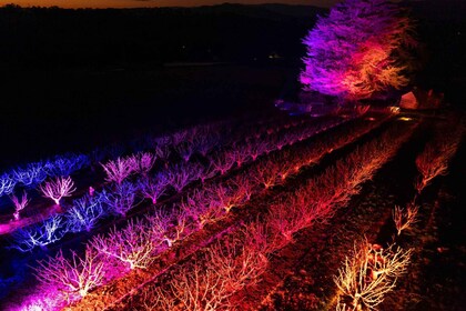 Blossom by Light at CherryHill