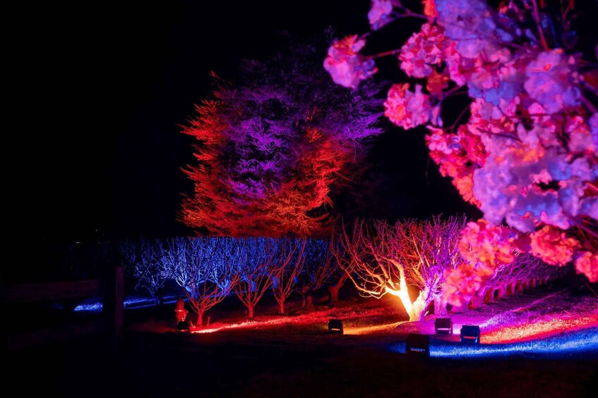 Picture 4 for Activity CherryHill Blossom by Light