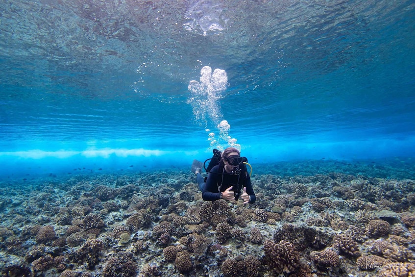 Picture 4 for Activity Bora Bora: Dive in Two Amazing Sites