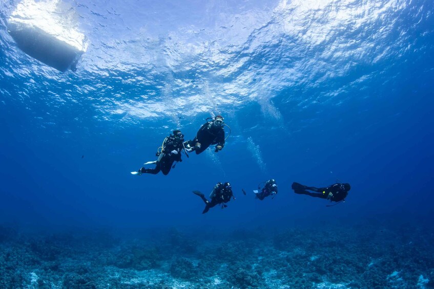 Picture 3 for Activity Bora Bora: Dive in Two Amazing Sites