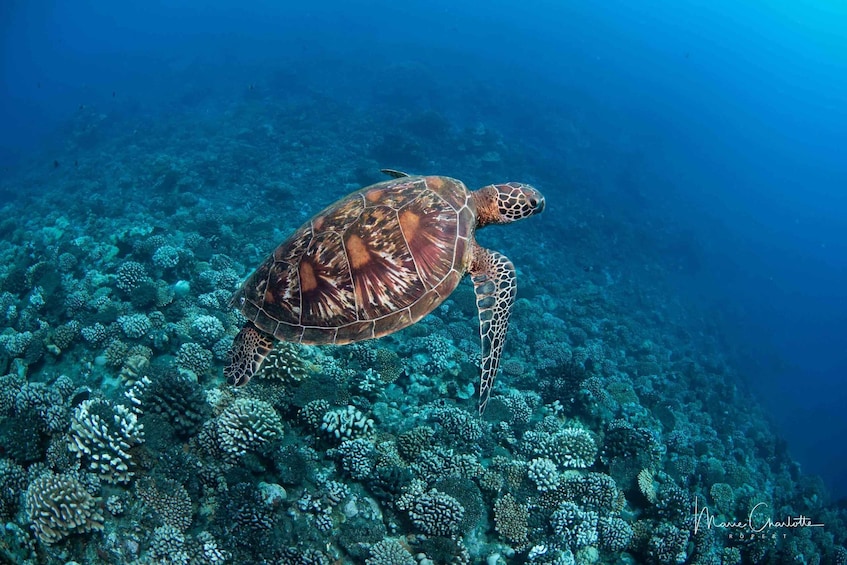 Picture 6 for Activity Bora Bora: Dive in Two Amazing Sites