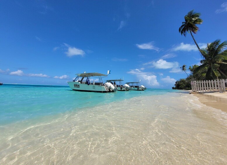 Picture 5 for Activity Bora Bora: Dive in Two Amazing Sites