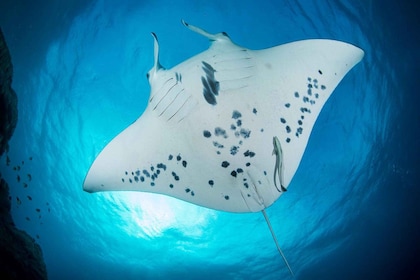 Bora Bora: Morning 2 tank dive for certified divers