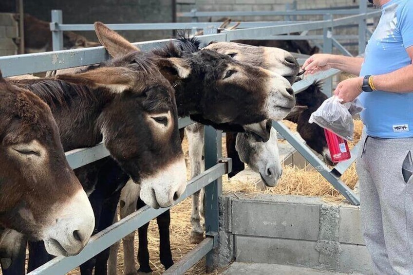 Donkeys and Traditions with Cyprus Night