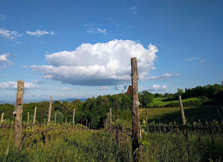 Picture 4 for Activity MONTEPULCIANO - PIC NIC WITH WINE! SURROUNDED BY VINEYARDS