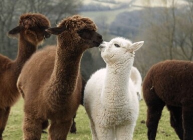 Seoul: Nami and K-Garden with Optional Alpaca Winter Tour