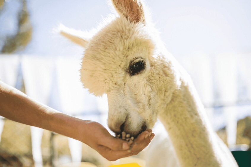 Picture 2 for Activity Seoul: Nami and K-Garden with Optional Alpaca Winter Tour